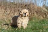 GOLDEN RETRIEVER 013